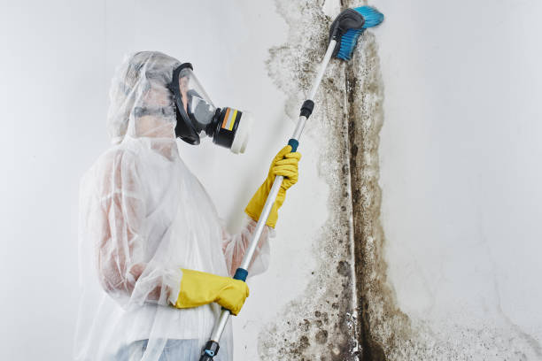Mold Removal Process in Moenkopi, AZ