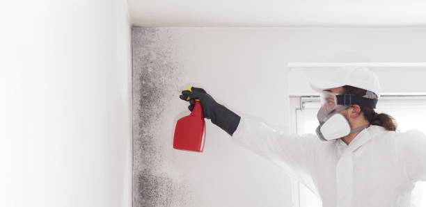 Best Mold Remediation Services  in Moenkopi, AZ