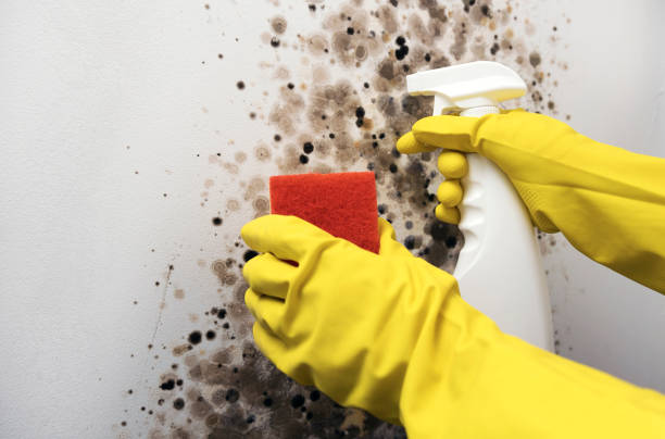 Best Mold Cleaning Services  in Moenkopi, AZ