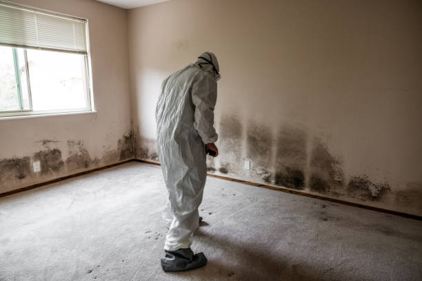 Best Toxic Mold Removal  in Moenkopi, AZ