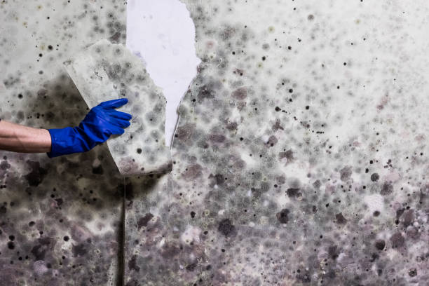 Best Local Mold Removal Service  in Moenkopi, AZ