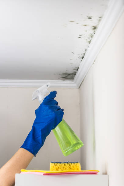Best Mold Damage Repair  in Moenkopi, AZ